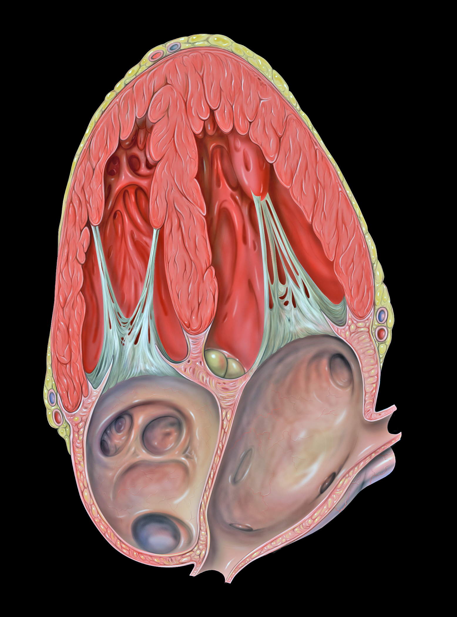 Apical 4-chamber echocardiogram view showing left and right ventricles, atria, and atrioventricular valves